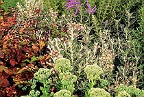 Mixed Perennial Border #1